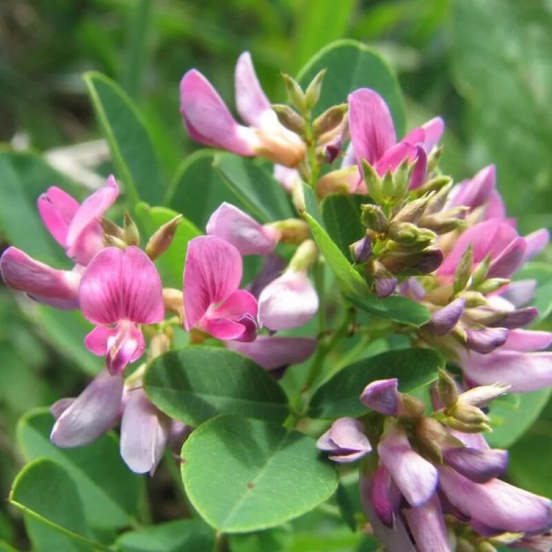 Леспедеца биколор. Lespedeza thunbergii. Леспедеза. Леспедеца двуцветная (lespedeza bicolor). Леспедеза.