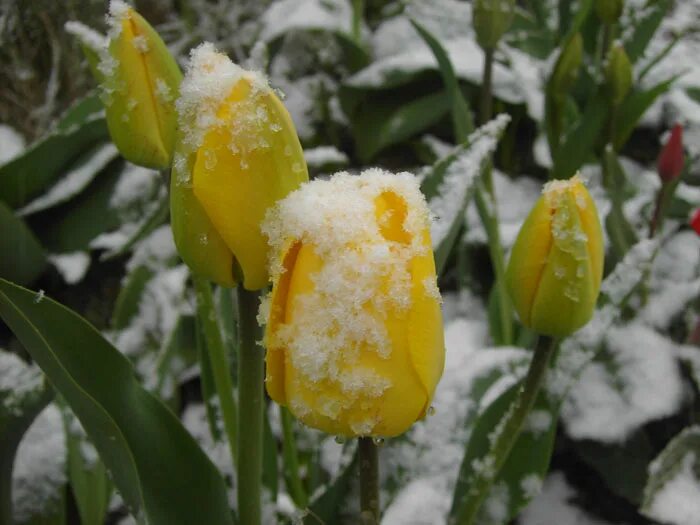 розы желтые тюльпаны сибирские морозы. тюльпаны под снегом. про белые розы жёлтые тюльпаны сибирские морозы. белые розы текст. розы желтые тюльпаны сибирские морозы.