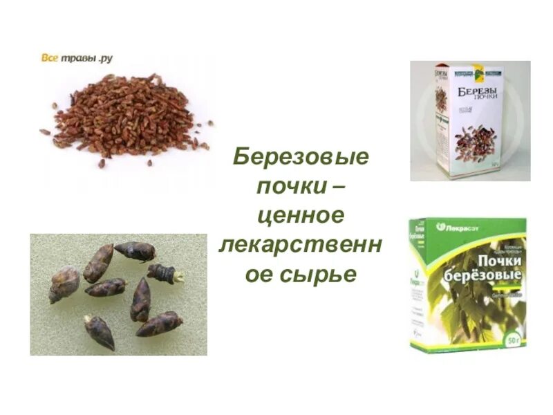 Почки березы содержат. Березовые почки сырье. почки березы сырье. почки березы лрс. экстракт березовых почек.