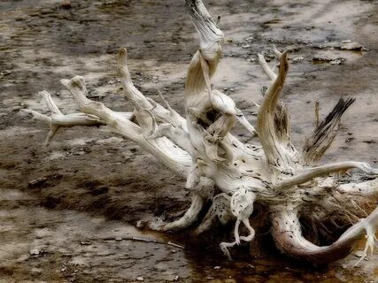 Коряга в воде