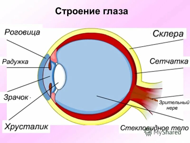 Строение глаза с обозначениями. Анатомическое строение глаза. Строение глаза человека анатомия. Внутреннее строение глаза человека. Лёгкое строение глаза.