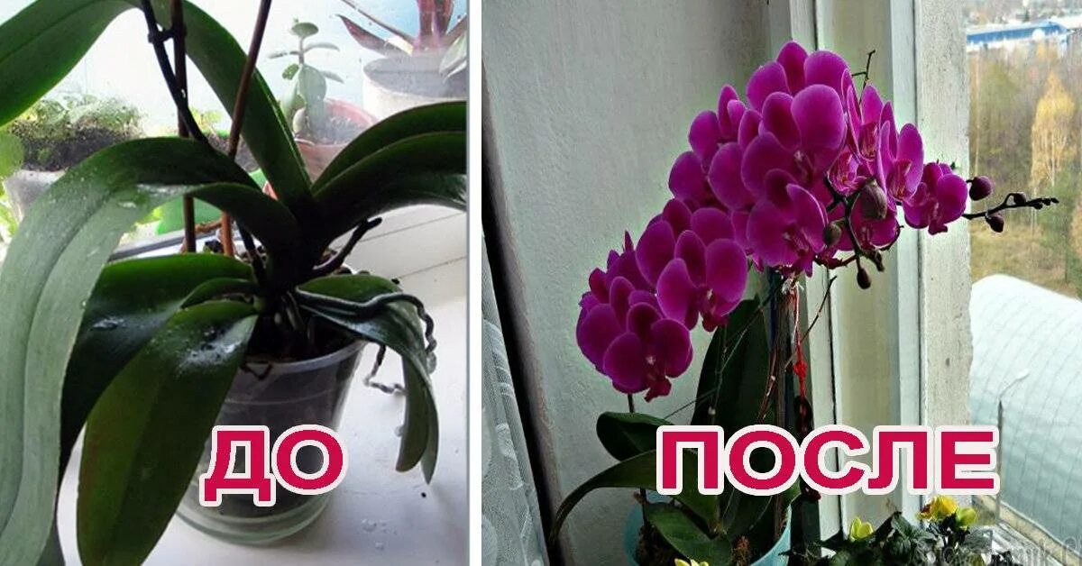 Через сколько лет начинает цвести. Орхидея фаленопсис выпустила цветонос. Орхидея не цветет. Этапы цветения орхидеи. Орхидея не Цветущая.