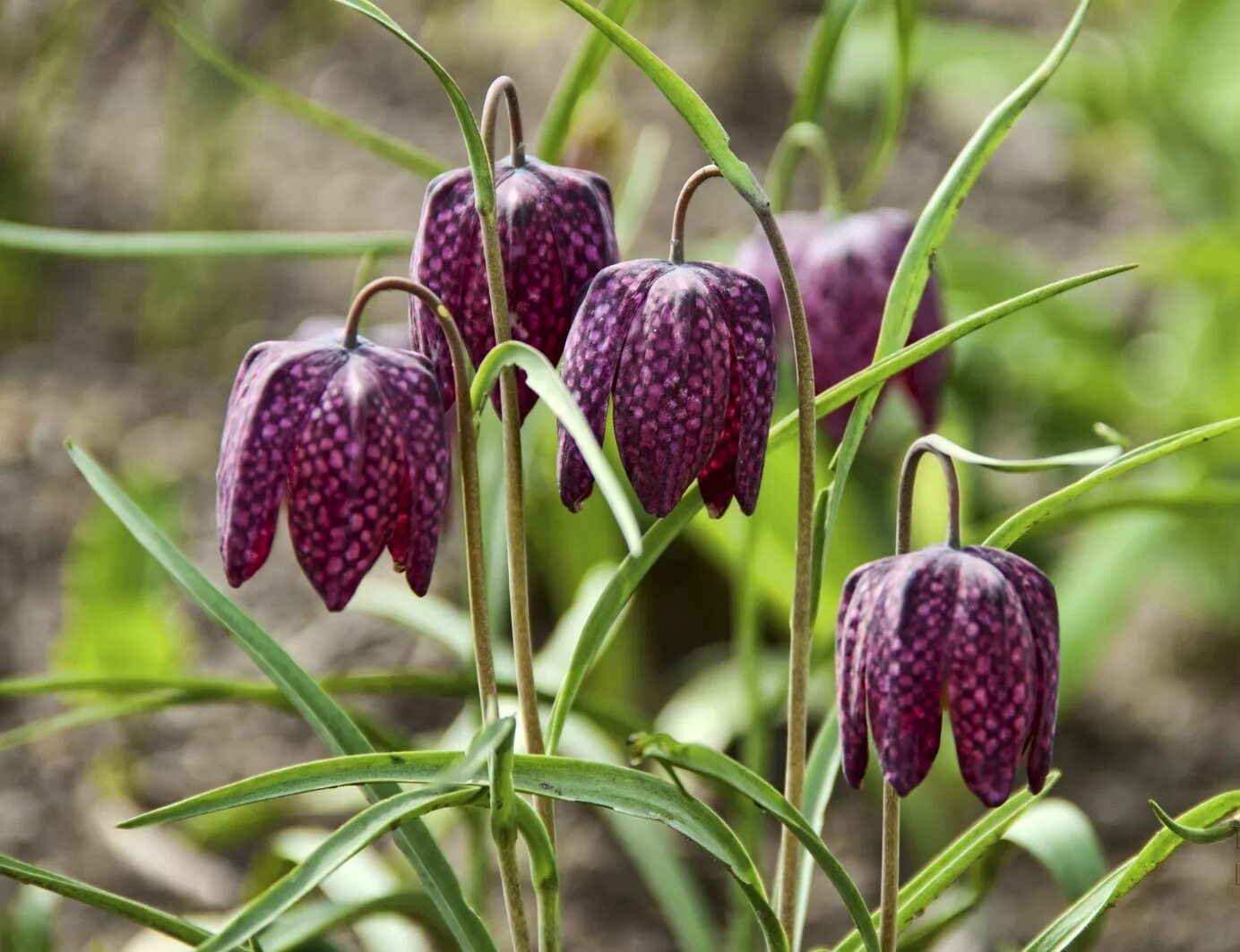 Растения рябчик русский. Рябчик малый — fritillaria meleagroides. Рябчик русский. Рябчик русский fritillaria ruthenica wikstr. Рябчик русский fritillaria ruthenica.