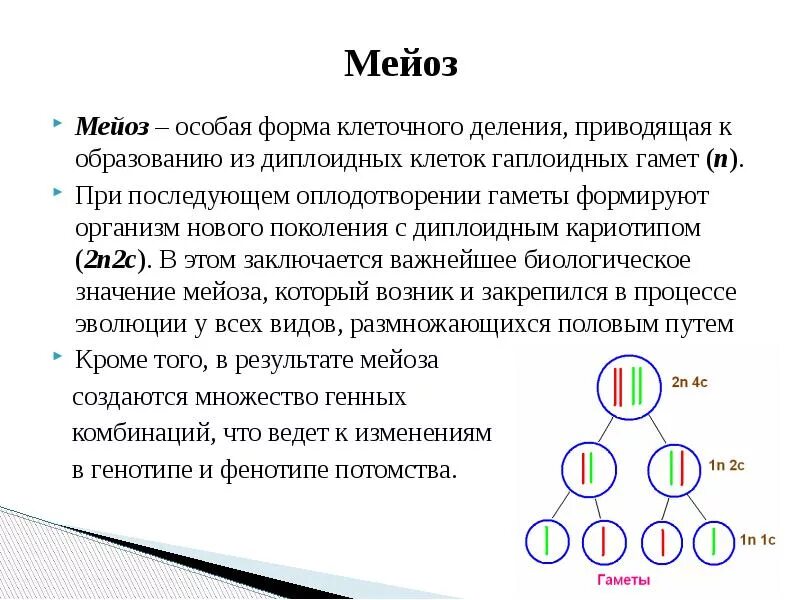 Мейоз работа. 9 класс мейоз образование половых клеток биология. образование половых клеток мейоз. образование половых клеток.мейоз термины. мейоз оплодотворение биология 9 класс.