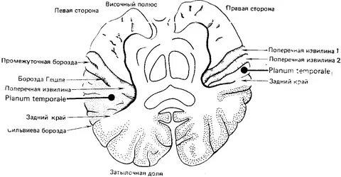 Височные борозды