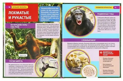 Статья об обезьянах в энциклопедии
