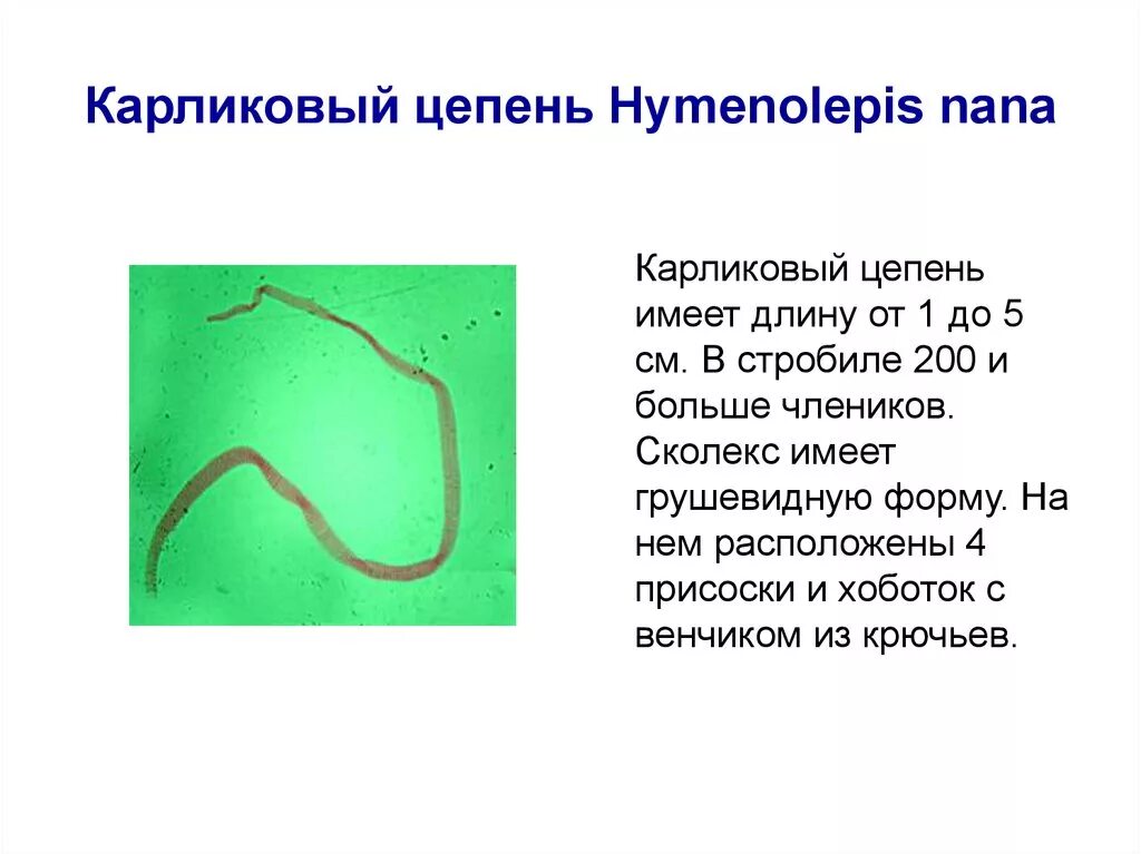 Hymenolepis Nana – карликовый цепень-гименолепидоз. Карликовый цепень личиночные стадии. Ленточные черви карликовый цепень. Класс ленточные черви карликовый цепень.