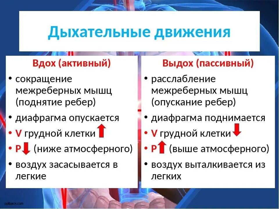 Дыхательные движения. Дыхательные движения вдох и выдох. Механизм дыхательных движений. Последовательность дыхательных движений. Последовательность дыхательных движений при вдохе.