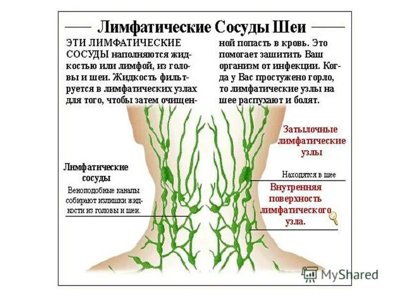 Лимфатическая система человека направление. Лимфатическая система схема движения лимфы. Лимфатическая система ног человека схема движения лимфы. Лимфоузел после массажа