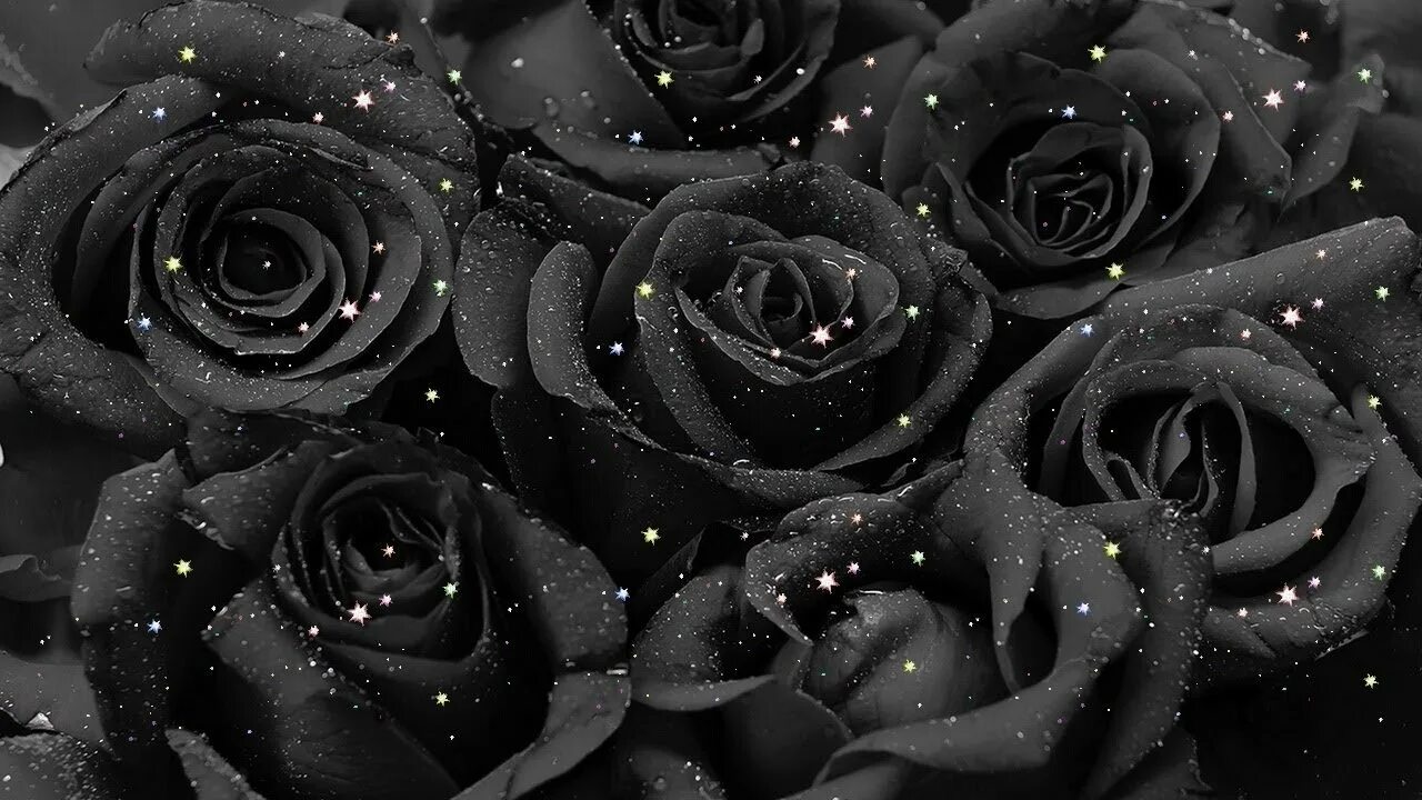 Красивые черные розы. Красивые розы на черном фоне. Розы на темном фоне. Картинки красивый темный фон