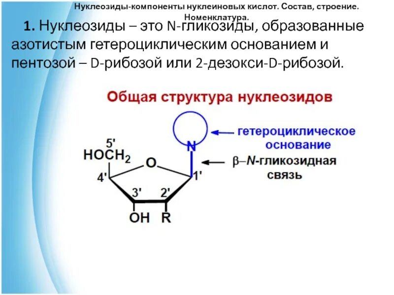 Связи в нуклеиновых кислотах. Нуклеозиды гидролиз нуклеозидов. Строение нуклеозидов и их гидролиз.. Гидролизат нуклеозида. Нуклеозиды ДНК.