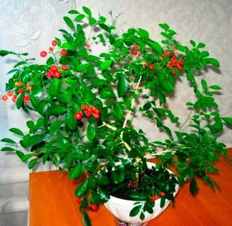 Комнатное растение мурай