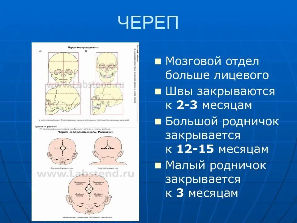 Родничок у детей размеры