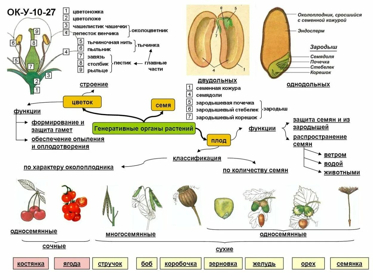 Функции частей семян. Органы растений вегетативные и генеративные схема. Вегетативные органы растений 6 класс биология. Вегетативные органы растений схема. Органы цветковых растений 5 класс биология таблица.