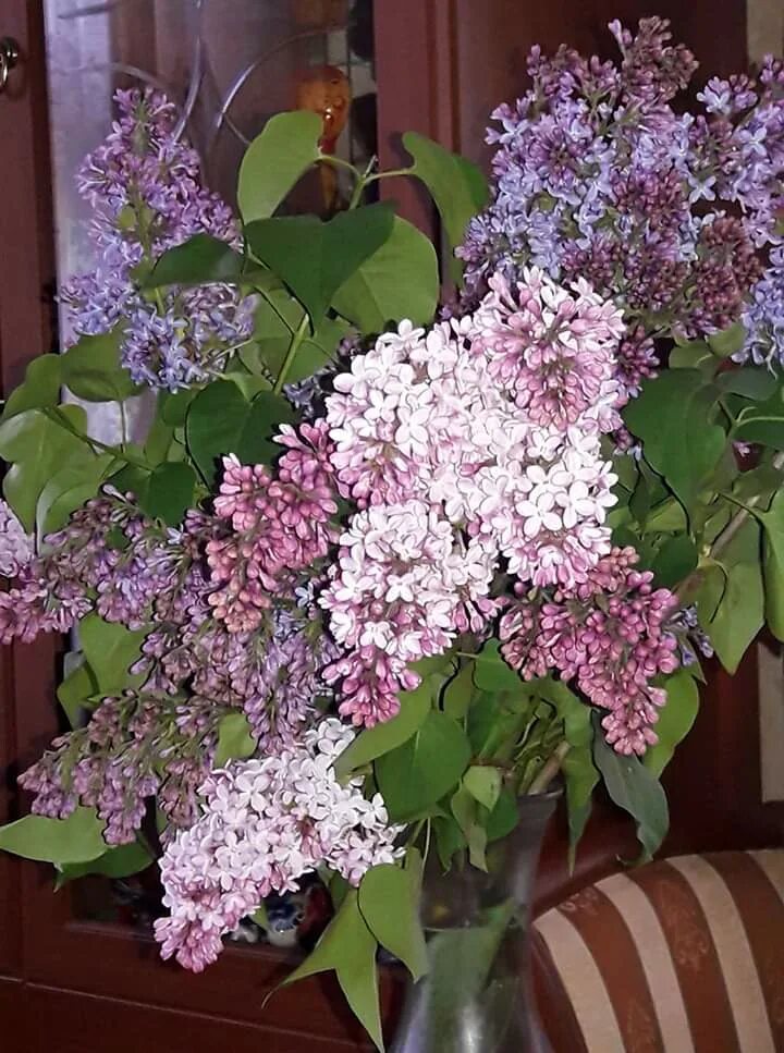 Фото: Королева мая - сирень. Нина Саломатова. Природа - Фотосайт Расфокус.ру