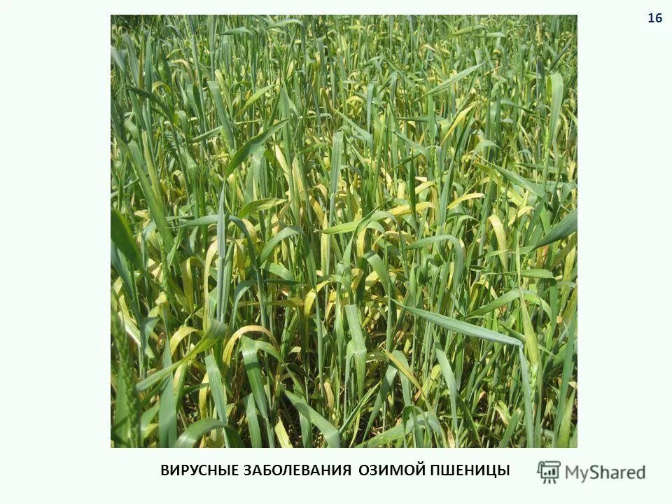 Мучнистая роса зерновых культур. Снежная плесень на озимой ржи. Септориоз озимой пшеницы. Септориоз яровой пшеницы. Болезни озимой пшеницы весной.