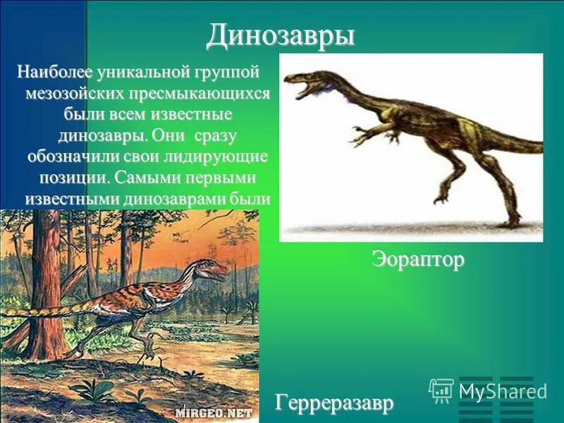 Скелеты предков человека. Герреразавр и эораптор. Хищные динозавры названия и фото. Тирекс размеры. Тираннозавр рекс рост.
