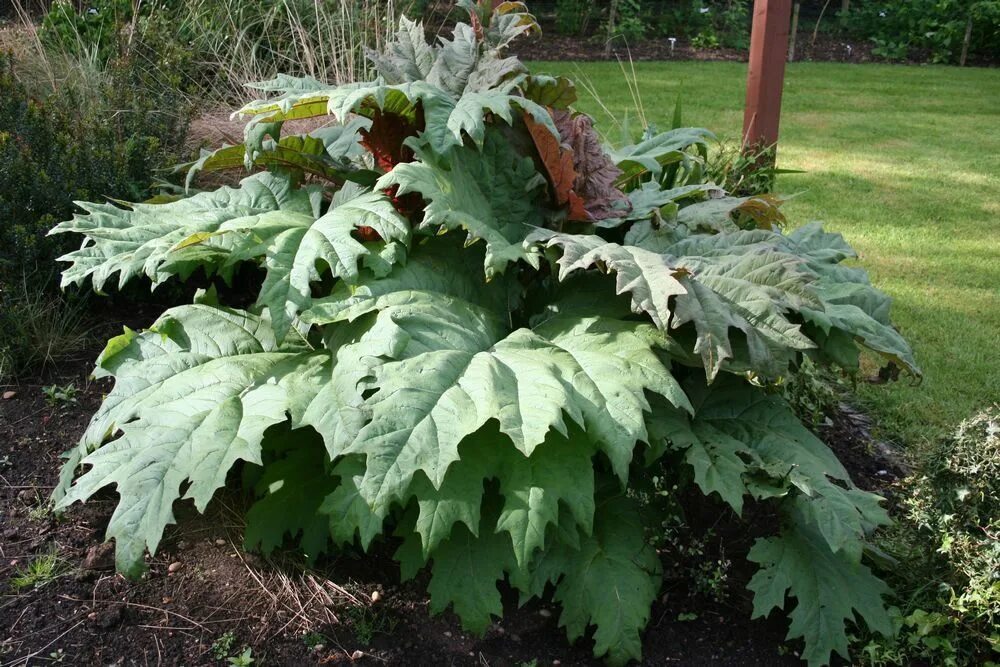 Ревень тангутский (rheum palmatum). Ревень дланевидный. Ревень тангутский (rheum palmatum). Rheum palmatum. Rheum palmatum.