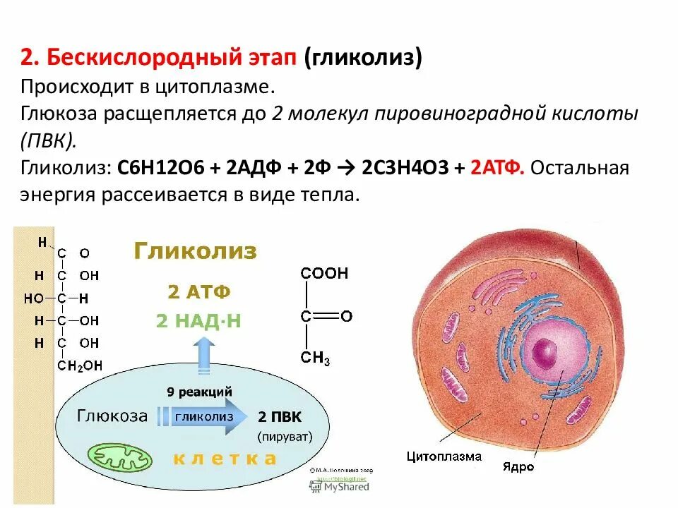 Из ядра в цитоплазму информация
