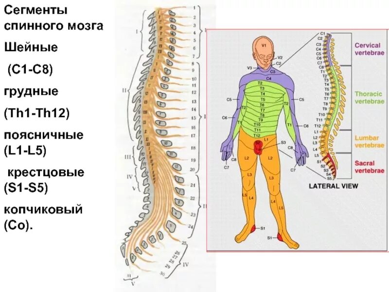 Шейные сегменты спинного мозга. Сегменты th1-th12 позвонка. th12 l1 позвонки. th12-s1 позвонки. позвонки th8 th12.
