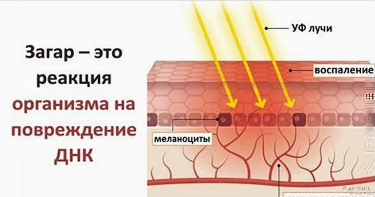 В каком слое кожи синтезируется пигмент меланин. Меланин защита кожи. воздействие лучей на меланоциты. меланоциты и кератиноциты и загар.