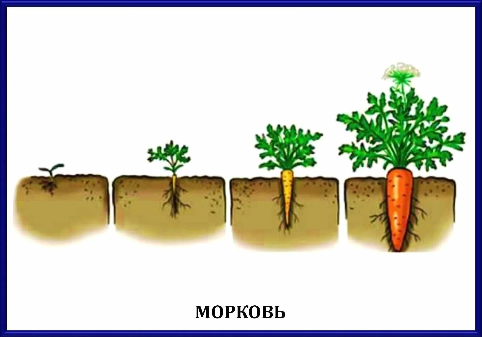 Этапы оста. Этапы роста овощей для дошкольников. Рос ростений для детей. Стадии роста растений для дошкольников. Этапы роста растений для детей.