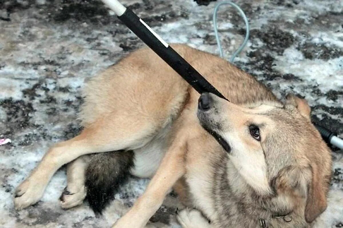 Отлов собак красноуральск. Стая дворовых собак. Стая собак на улице. Арсенал красноуральск отлов собак. Ооо арсенал красноуральск фото собак.