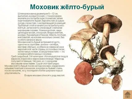 Маховики грибы как приготовить
