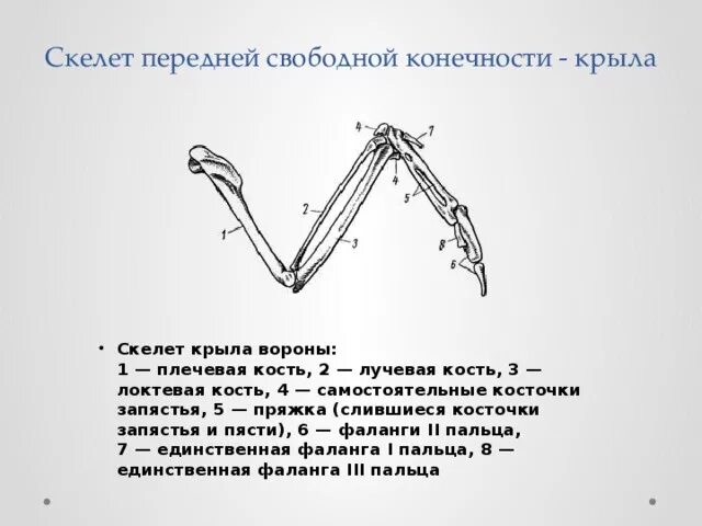 Скелет передней конечности птиц состоит из. Плечевой пояс и передняя конечность голубя. Скелет птицы пояс передних конечностей. Строение передней конечности птицы скелет. Строение крыла курицы кости.