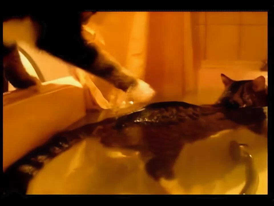 Кот в ванне. Злой кот в ванной. Кот в ванной нормально. +100500 Кот в ванне с мелкими рыбками. Видео кота в ванной