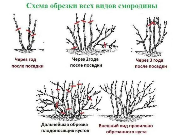 Обрезают ли крыжовник. Мичуринский метод обрезки черной смородины схема. Схема обрезки черной смородины весной. Мичуринский способ обрезки черной смородины. Правильная обрезка смородины весной схема.