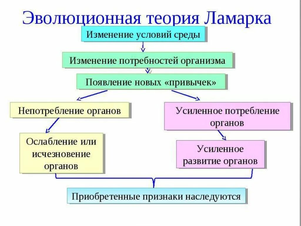 Гипотеза ламарка. Теория эволюции Ломарк. Эволюционная теория Ламарка. Теория эволюции ж б Ламарка кратко. Первая теория эволюции Ламарка.