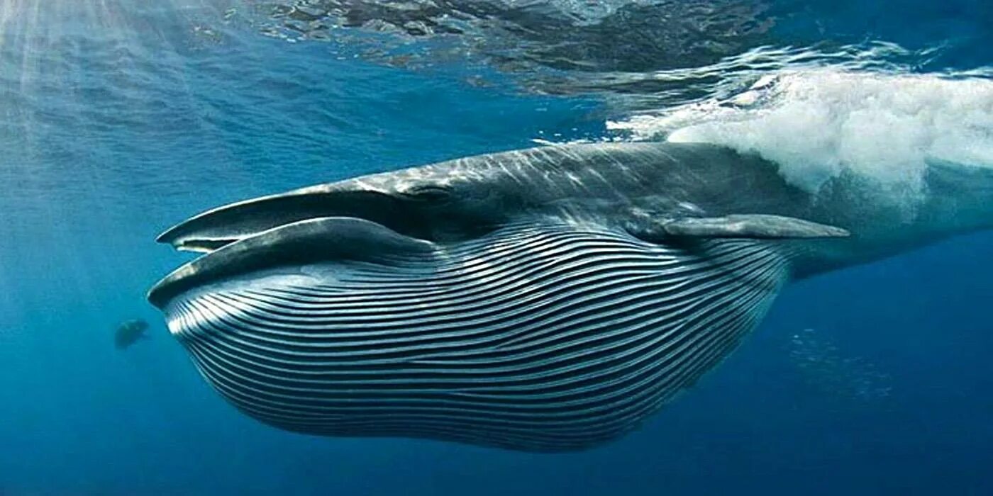 Самое большое животное жившее на земле. Кит полосатик Горбач. Полосатик Брайда. Голубой кит Balaenoptera musculus. Кит Брайда.