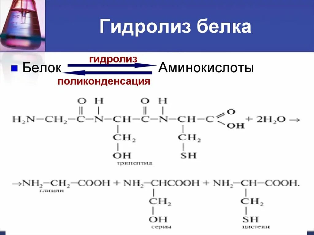 2 при гидролизе белка образуются. Гидролиз белков уравнение реакции. Гидролиз белка реакция. Уравнение реакции гидролиза белка. Белок химия гидролиз реакция.