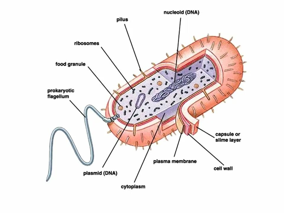 Клетка бактерии. Схема строения бактериальной клетки без подписей. Подпишите основные части бактериальной клетки. Строение бактериальной клетки.