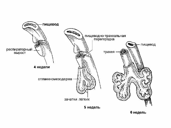 Стадии развития легких. Развитие дыхательной системы в эмбриогенезе. Развитие дыхательной системы гистология. Эмбриональные источники развития дыхательной системы. Эмбриогенез дыхательной системы человека.