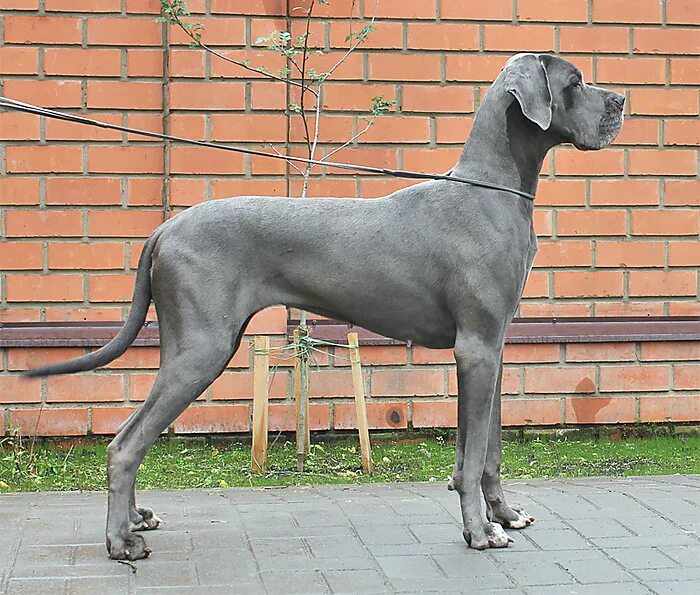 черный королевский дог. Great danes порода собак. калифорнийский дог. английский королевский дог. немецкий дог.