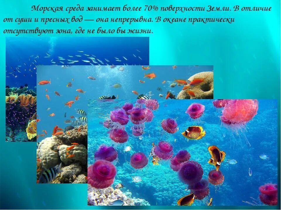 Сообщество океанов