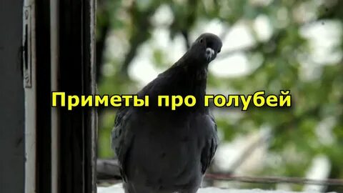 Во сне голуби залетели в окно