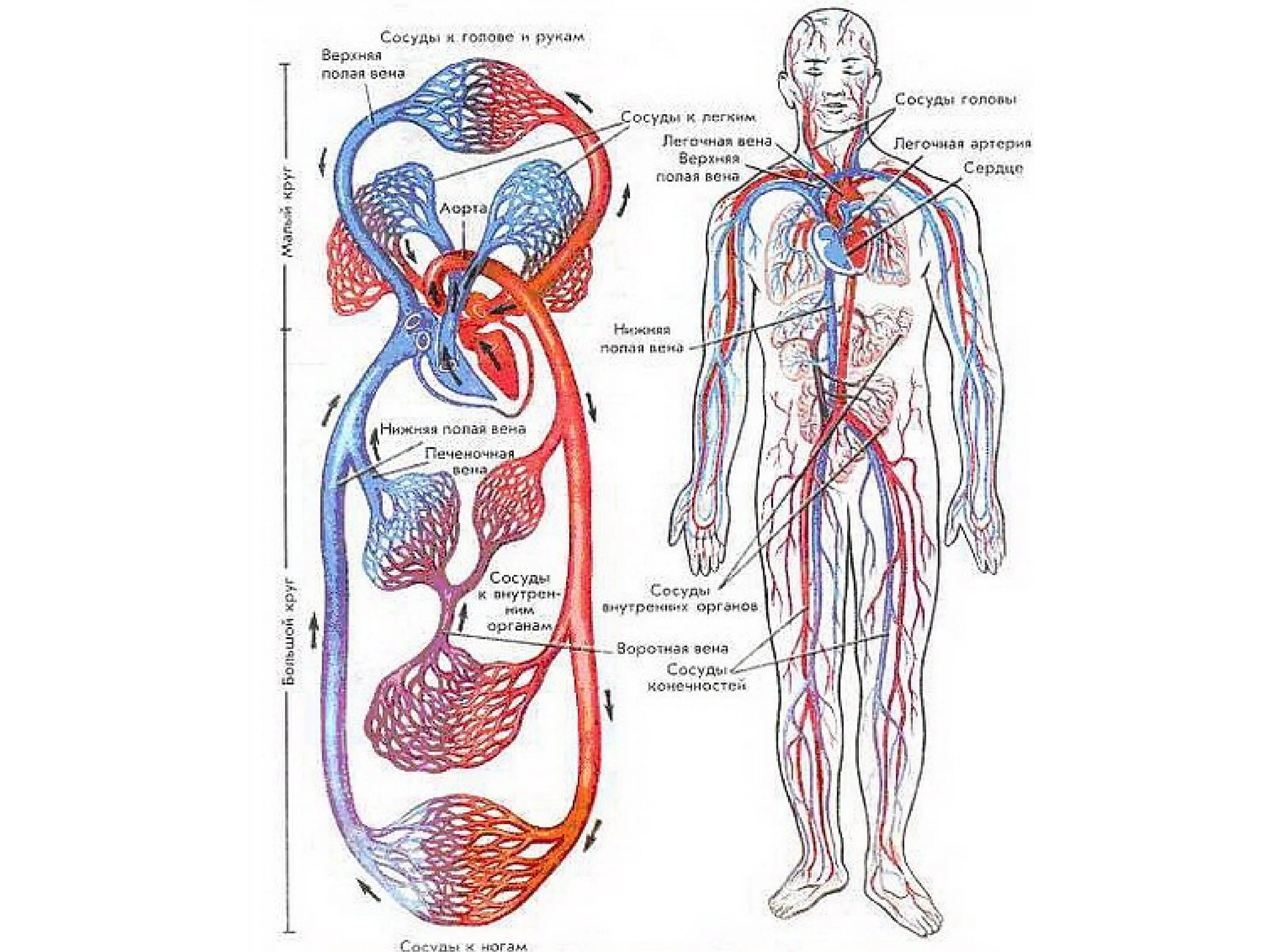 Кровеносная система человека схема круги кровообращения. Кровеносная система сосуды сердце схема. Сердечно-сосудистая система анатомия схема. Общая схема кровообращения. Функции сердечно-сосудистой системы..