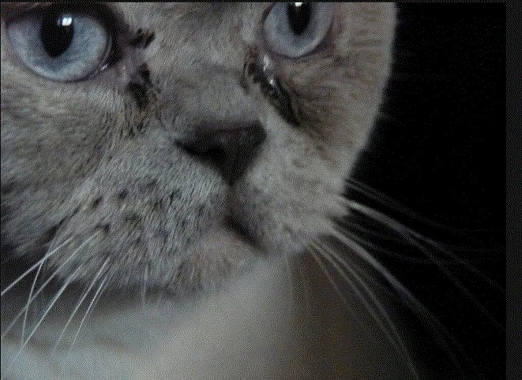 У вислоухой кошки слезятся глаза. Выделения из глаз у кошки. У котят текут глаза