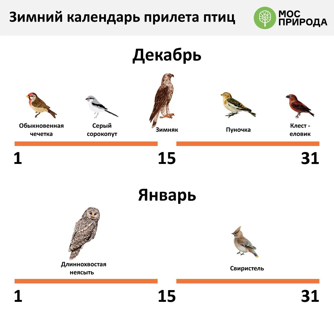 Птицы москвы с названиями фото YugNash.ru