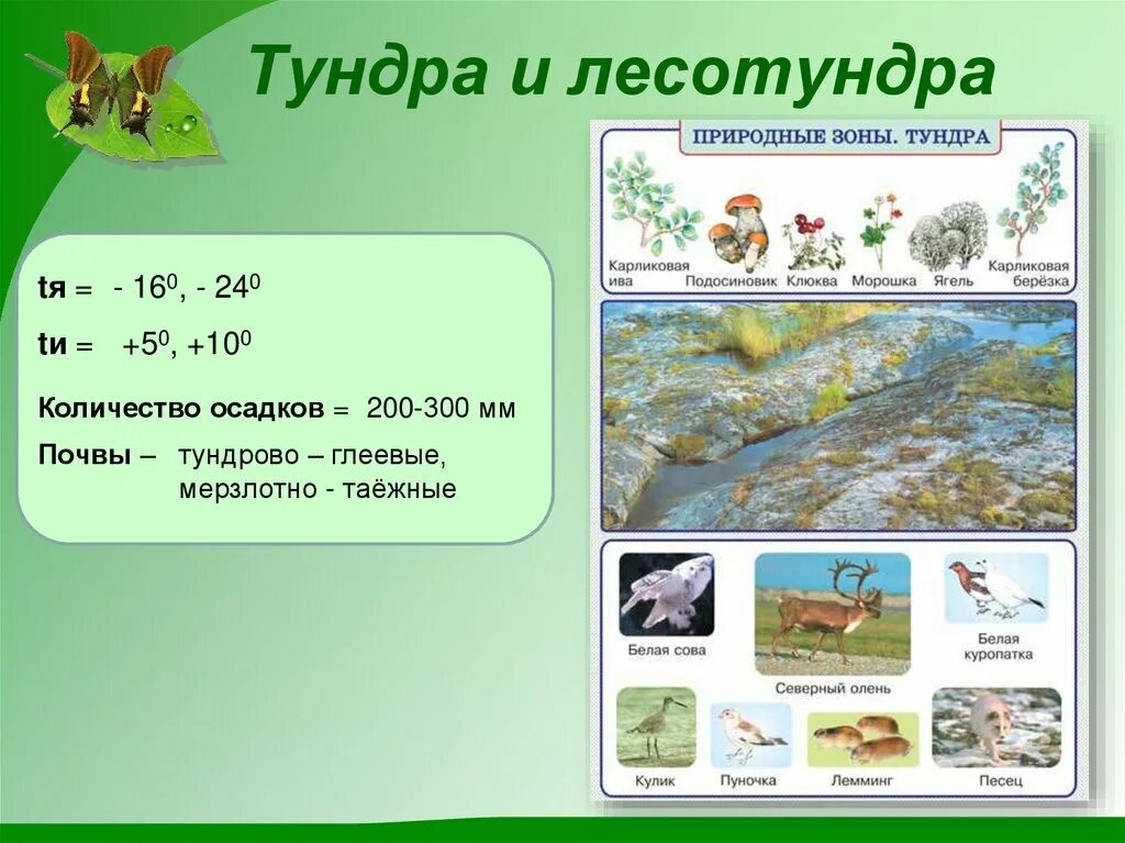 Природные зоны России презентация. Природные зоны тундры и лесотундры. Почвы тундры схема. Лесотундра природная зона. Осадки в зоне тундры