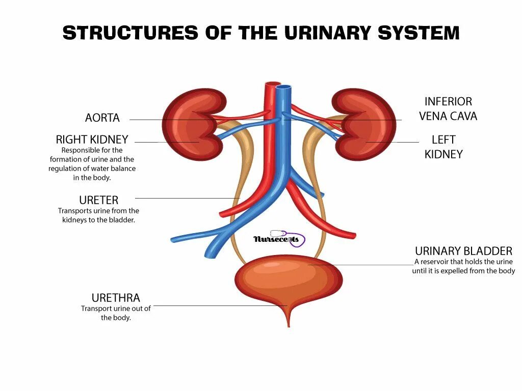 Urinary system. Мочевыделительная система анатомия. Строение мочевыделительной системы человека. Structure and functions of the Urinary System.