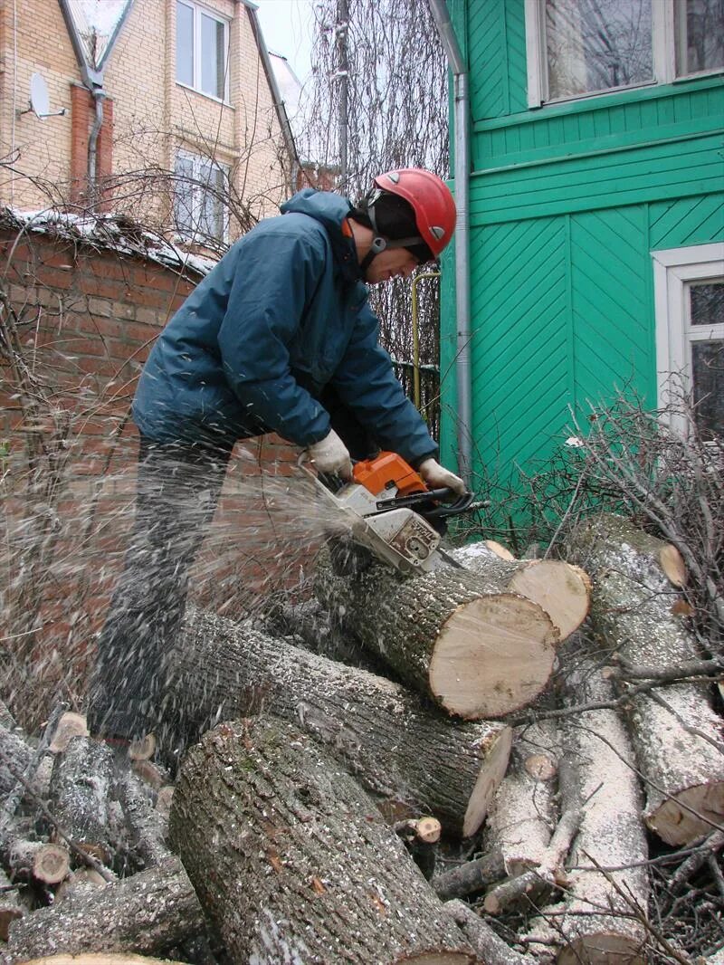 Спиленное дерево. Спил и кронирование деревьев. Спиливание деревьев. Спил деревьев работ. Спил и кронирование деревьев.