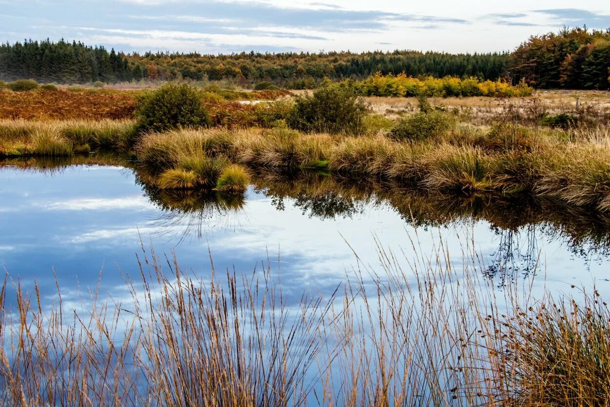 Степное болото. Водно болотистые угодья. Заповедник Wetlands. Водно Болотное угодье Даурский заповедник. Болото Мартыненково.