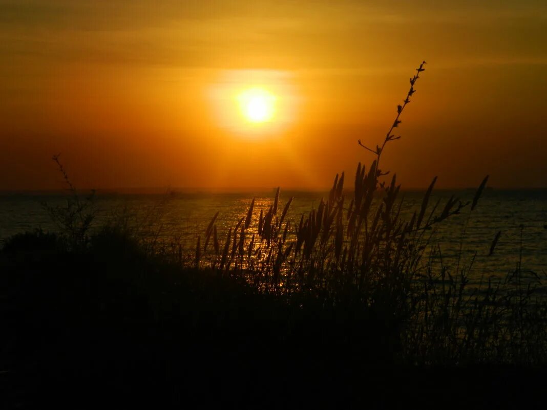 золотой рассвет черный