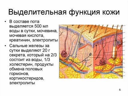 Секрет каких кожных желез обеспечивает эластичность покровов