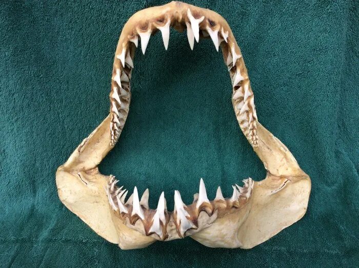 Зубы большой белой акулы. Мегалодон челюсть. Акул ч. Серая рифовая акула зубы. Акул ч.