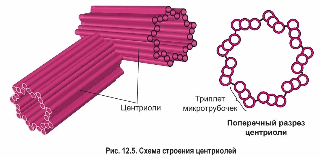Состоит из триплетов микротрубочек. Схема строения микротрубочек. центриоли строение. схема строения центриоли. центриоль и микротрубочки клеточного центра.